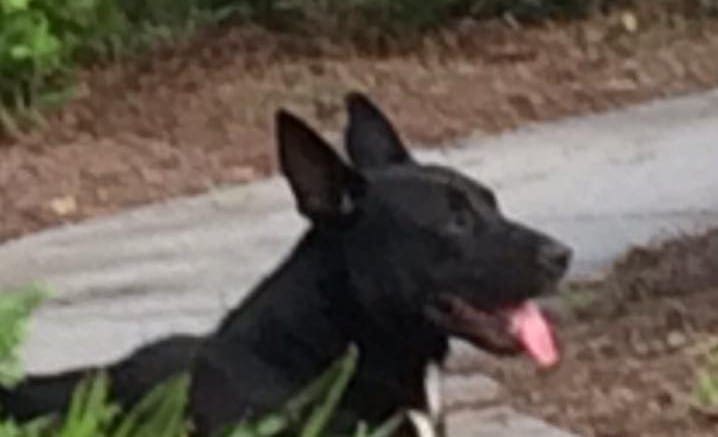 Lost dog in Providence subdivision
