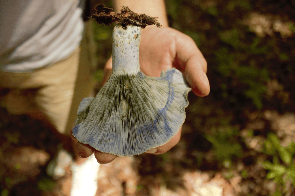 mushroom foragers of Georgia, a freshly picked mushroom in someone's hand