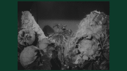 Audrey II from the 1960 low-budget cult classic movie Little Shop of Horrors (public domain)