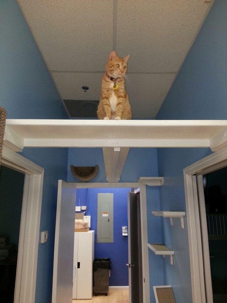 Davis, a rescued cat who resides at Paws Whiskers & Claws, enjoys the ample vertical space in the office.