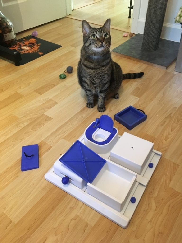 A cat with various food puzzles