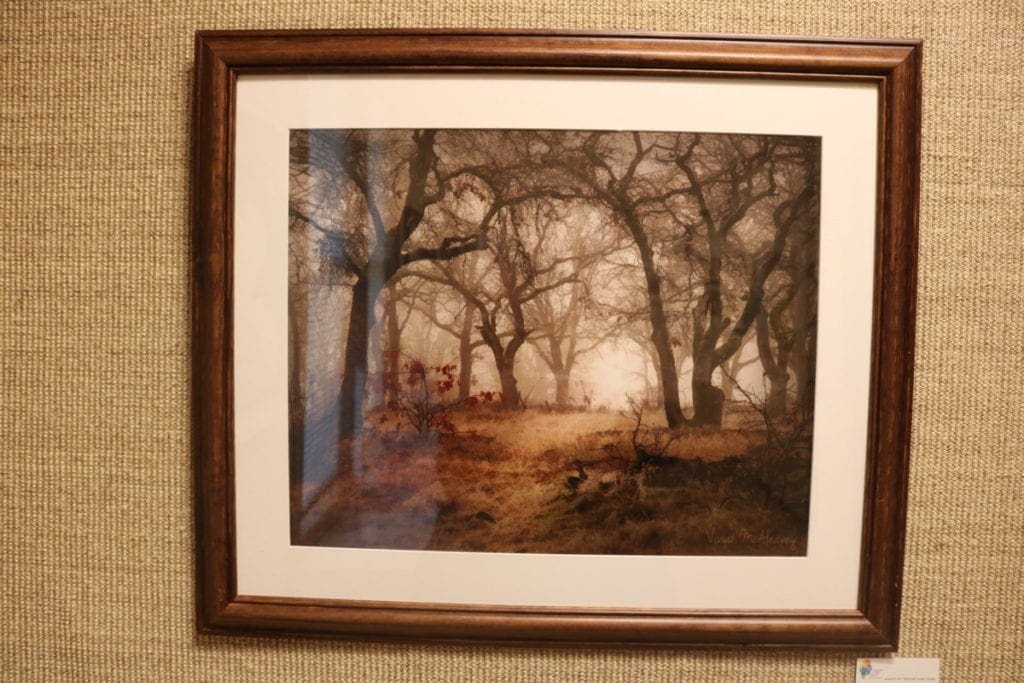 A dark atmospheric photograph of a wooded landscape with ambient light.