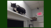 Parker the cat enjoys the vertical space at Paws Whiskers & Claws when he isn’t assisting at the front desk. (photo courtesy of Ingrid Johnson)
