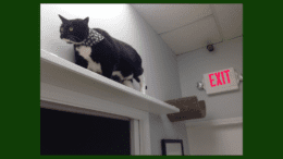 Parker the cat enjoys the vertical space at Paws Whiskers & Claws when he isn’t assisting at the front desk. (photo courtesy of Ingrid Johnson)