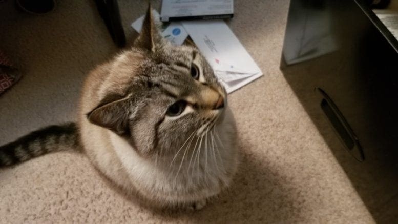 A cat at a file cabinet in article about Cobb County Kitties