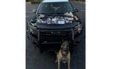 Canine officer Atos with the drug haul spread on a Marietta police car