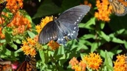 Butterfly on flowers in article about pollinator exhibit at Smith-Gilbert Gardens