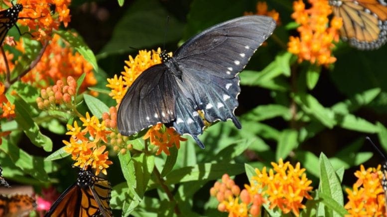 Butterfly on flowers in article about pollinator exhibit at Smith-Gilbert Gardens