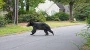 Bear in Laurel Park