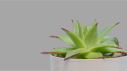 terrarium making workshop illustrated by a green succulent plant surrounded by water