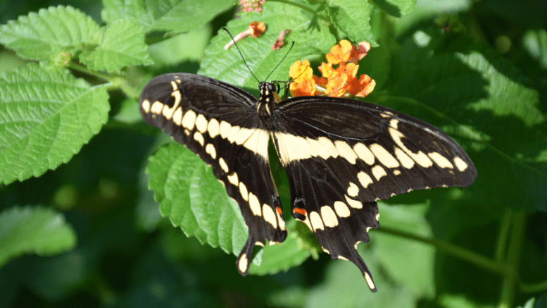 closeup of a butterfly on a flower