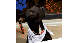 Photo of a black lab looking upwards and wearing a bandana