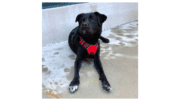 Dog lying on splash pad