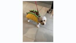 dog in taco costume