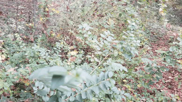 patch of privet against fence