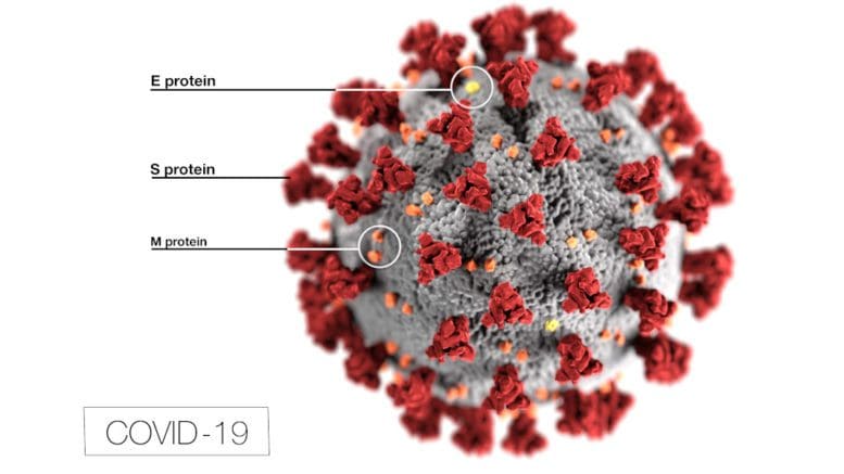 Labeled coronavirus image from the CDC; labeled with E Proteins, S proteins and M proteins
