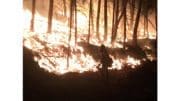 forest wildfire blazing with upright trees silhouetting the background