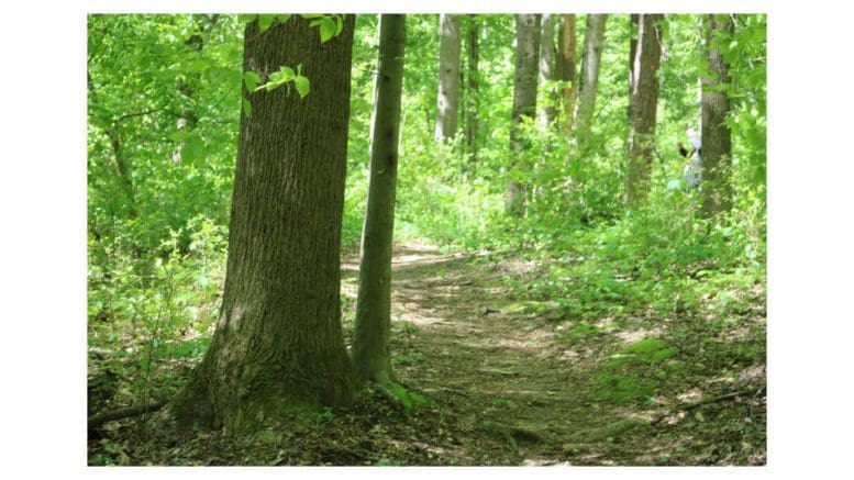 A large tree to the left of frame, surrounded by green undergrowth