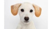 A little white dog staring intently toward the camera with its ears up on alert