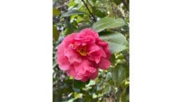 a dark pink camellia in full bloom closeup