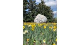 A stone sculpture surrounded by daffodils