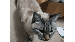 closeup of a grey cat walking across floor