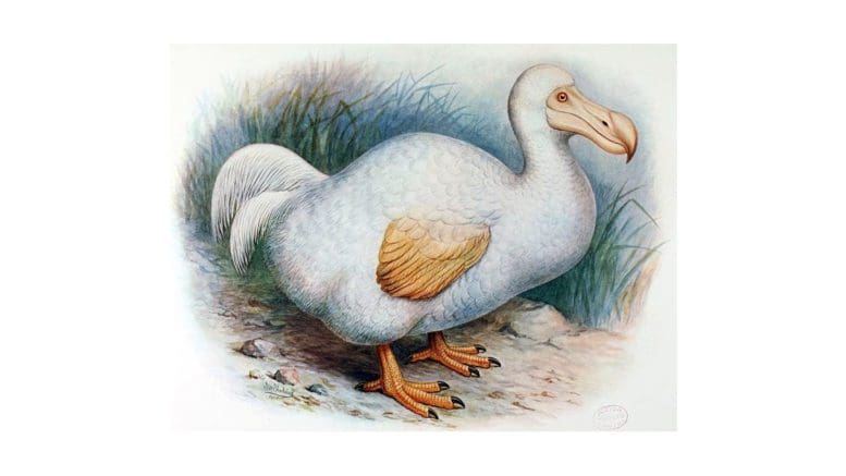 painting of the extinct dodo bird