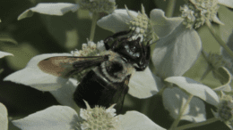 A bumble bee on a flower