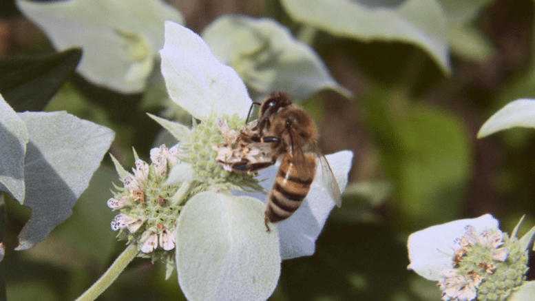 A honeybee on a mountain mint flower