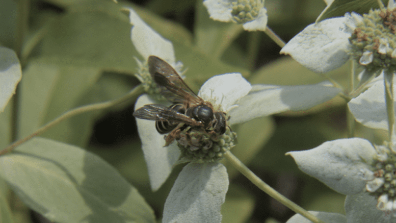 Wasp on mountain mint