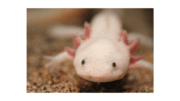 axolotl, a light-colored salamander looking toward the camera