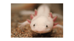 axolotl, a light-colored salamander looking toward the camera