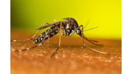 a mosquito resting on skin