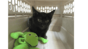A little black kitten in a crate with a Kermit the Frog stuffed toy