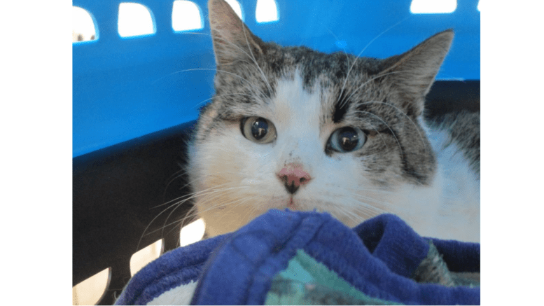 a bit cat in a crate snuggled in a blanket, looking toward the camera