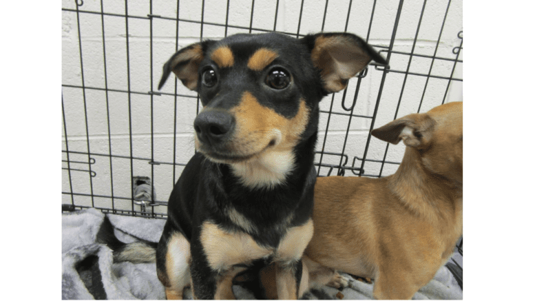 A cheerful little chihuahua mix in a doggy crate