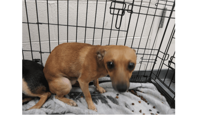 A sad little chihuahua in a doggy crate