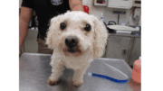 A small curly-haired terrier-type dog standing on a table.