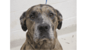 A sad-eyed hound dog looks up at the camera, ears folded back