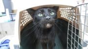 A small black cat looks up from the doorway of a kitty crate