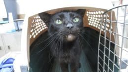 A small black cat looks up from the doorway of a kitty crate