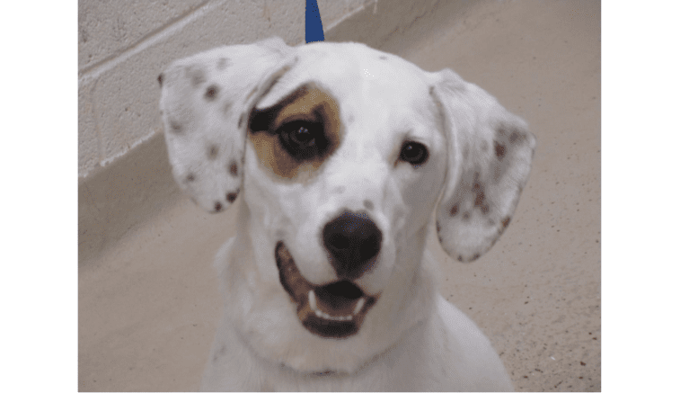 A floppy-eared puppy with an eager, cheerful look on its face