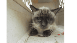 A cat with black and white markings in a crate with a somewhat upset look on her face