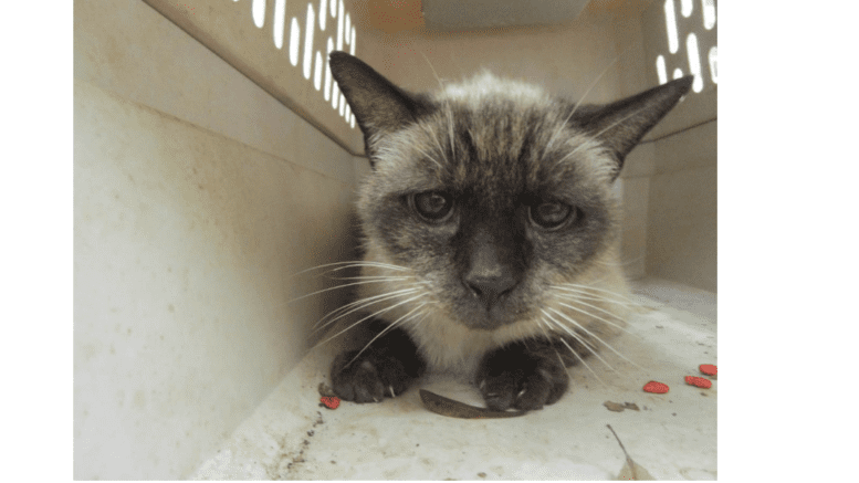 A cat with black and white markings in a crate with a somewhat upset look on her face