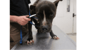 A dog on a table held by a leash, looking down uncomforablty