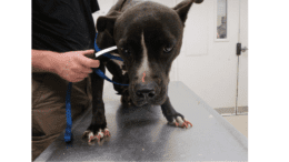 A dog on a table held by a leash, looking down uncomforablty