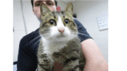 An alert looking tabby, held by shelter staff member