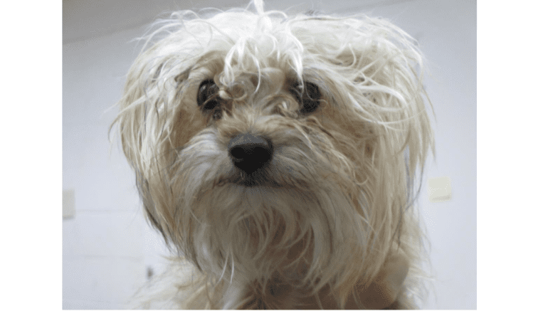 A tiny white hairy yorkshire terrier mix