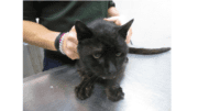 A sad little black cat on a table, held by someone behind him