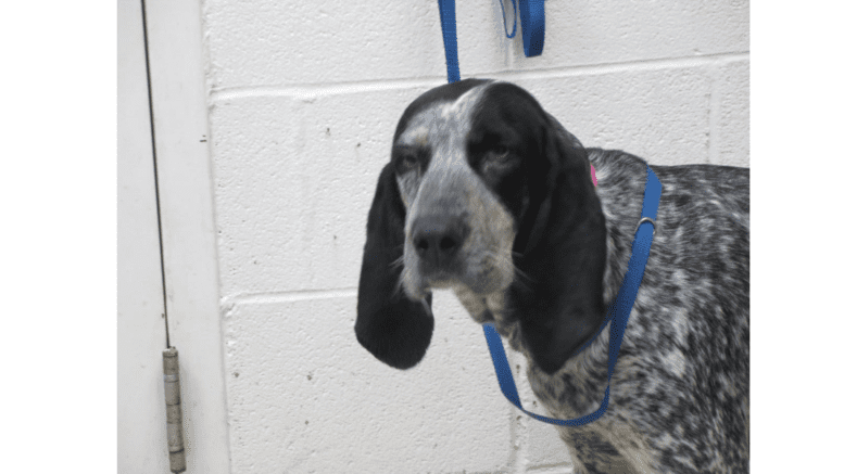 A very sad looking hound dog with long ears looking toward the camera